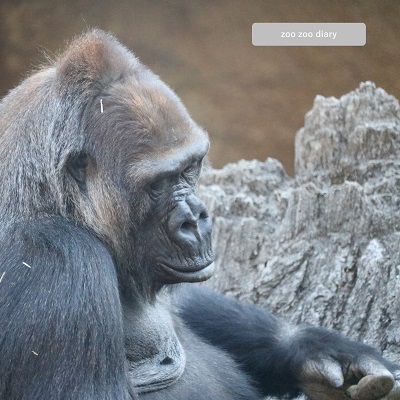 上野動物園　ゴリラ　モモコ　40歳